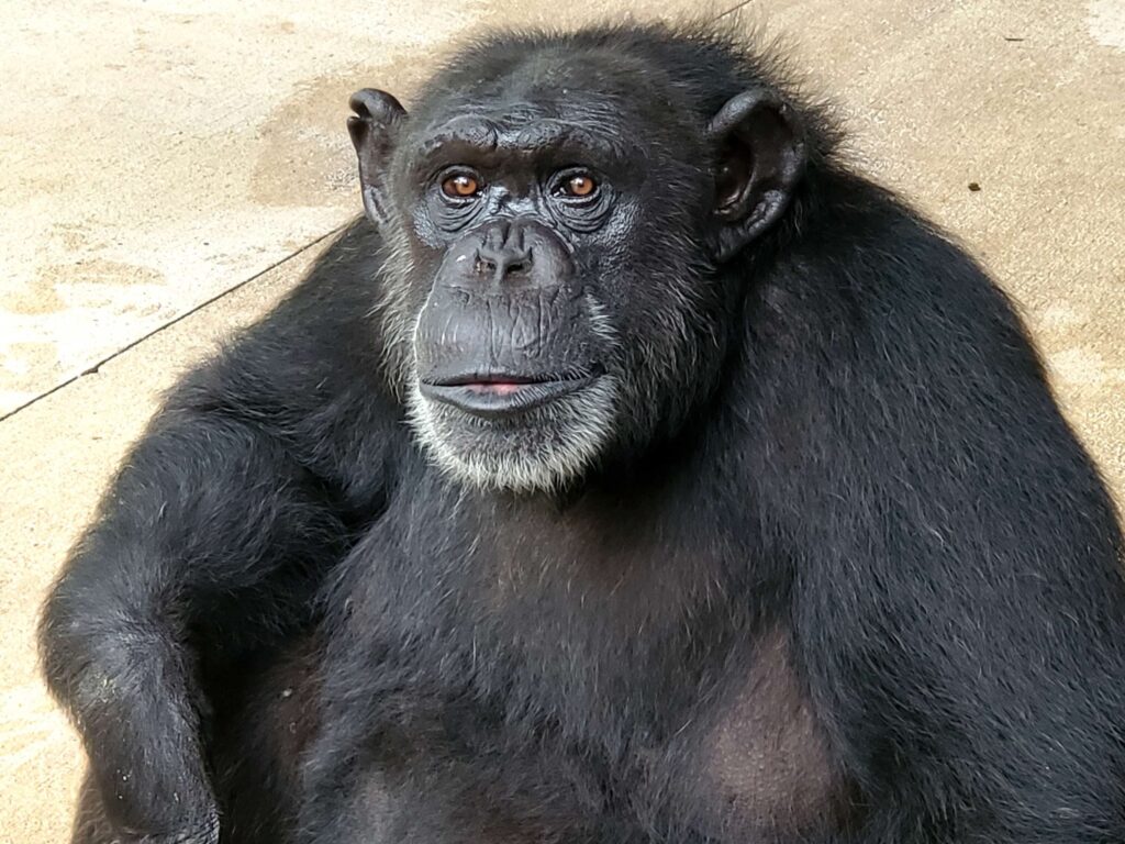 Dawn-Chimpanzee-8Jun22.4 copy