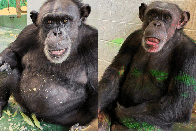 Photo showing Dawn's physical transformation from then to now.