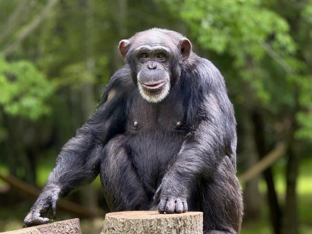 Vicky-habitat stump-061725-is