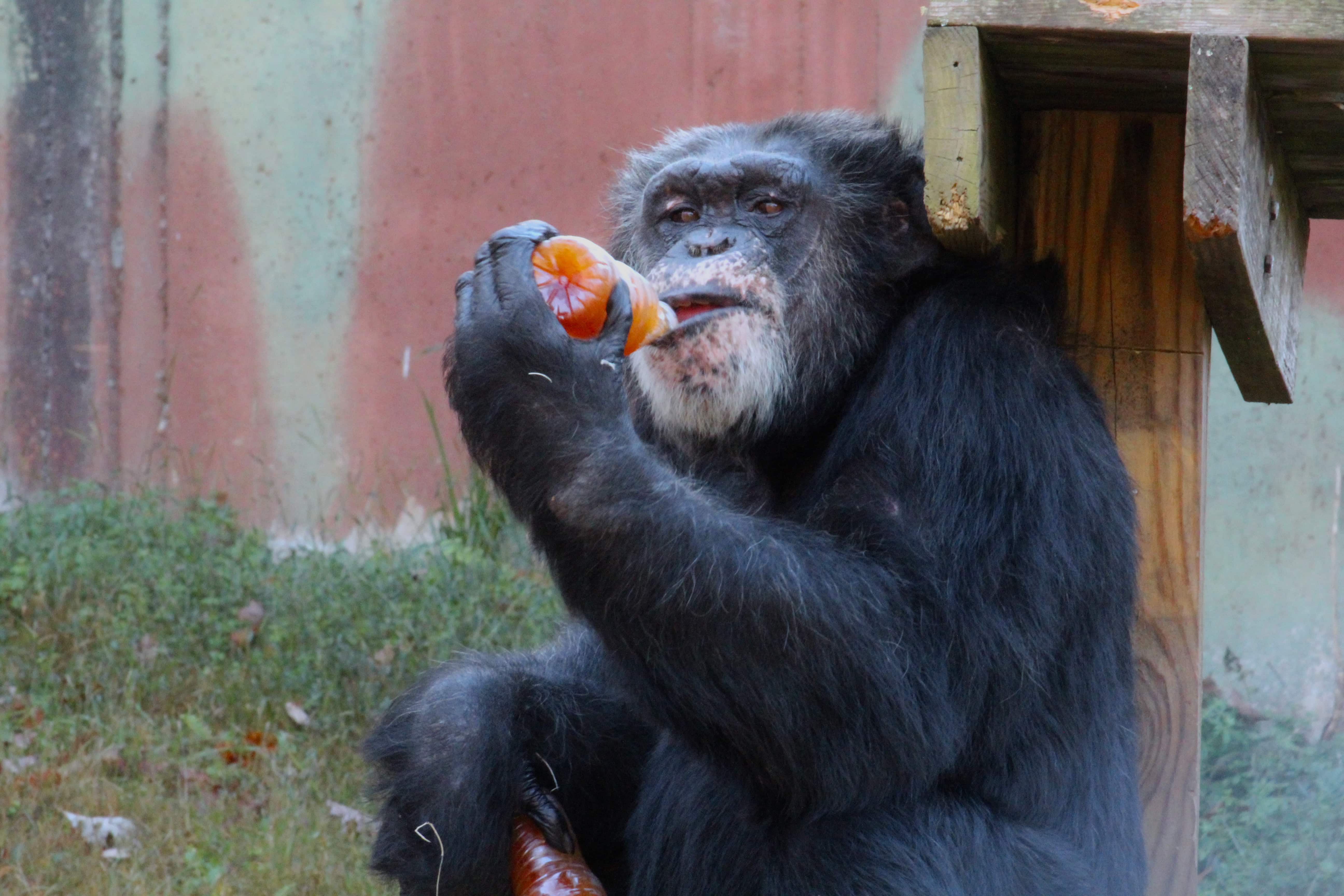 Jermaine enjoying a recycled water bottle filled with a pumpkin smoothie treat