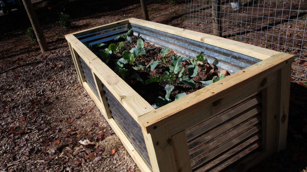Grubs growing in the browse garden at Project Chimps.