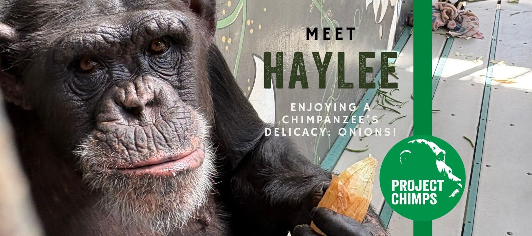 Chimpanzee Rehabilitation Project