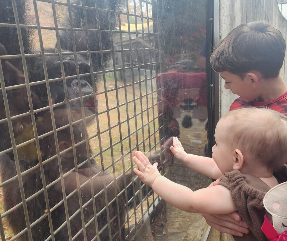 Chimp-or-Treat