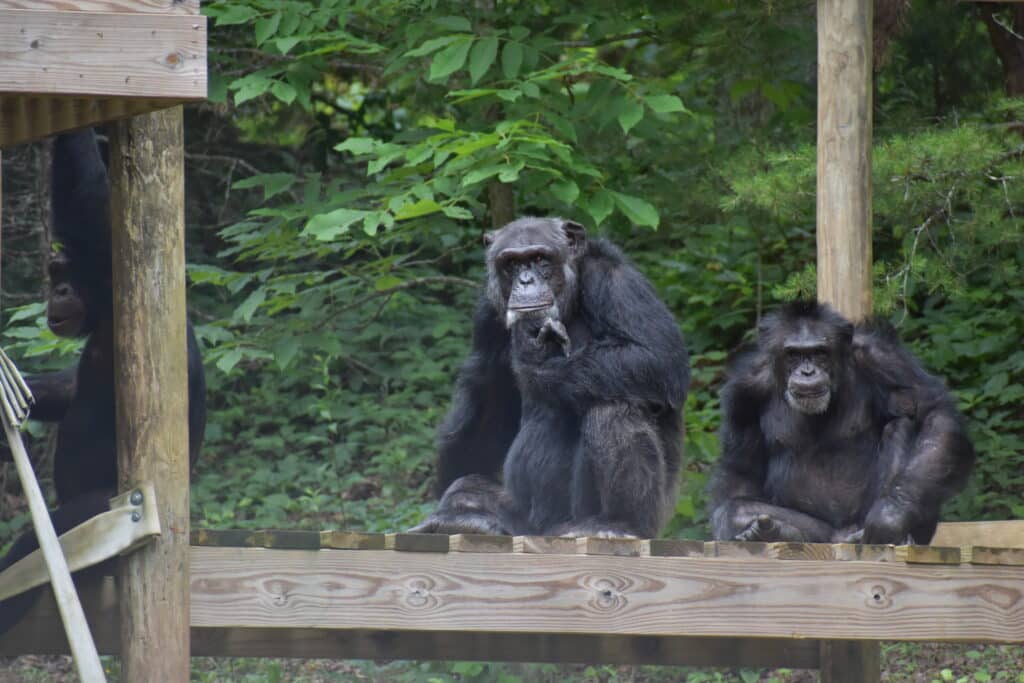 Kareem and Ronald sitting on a platform in the habitat.