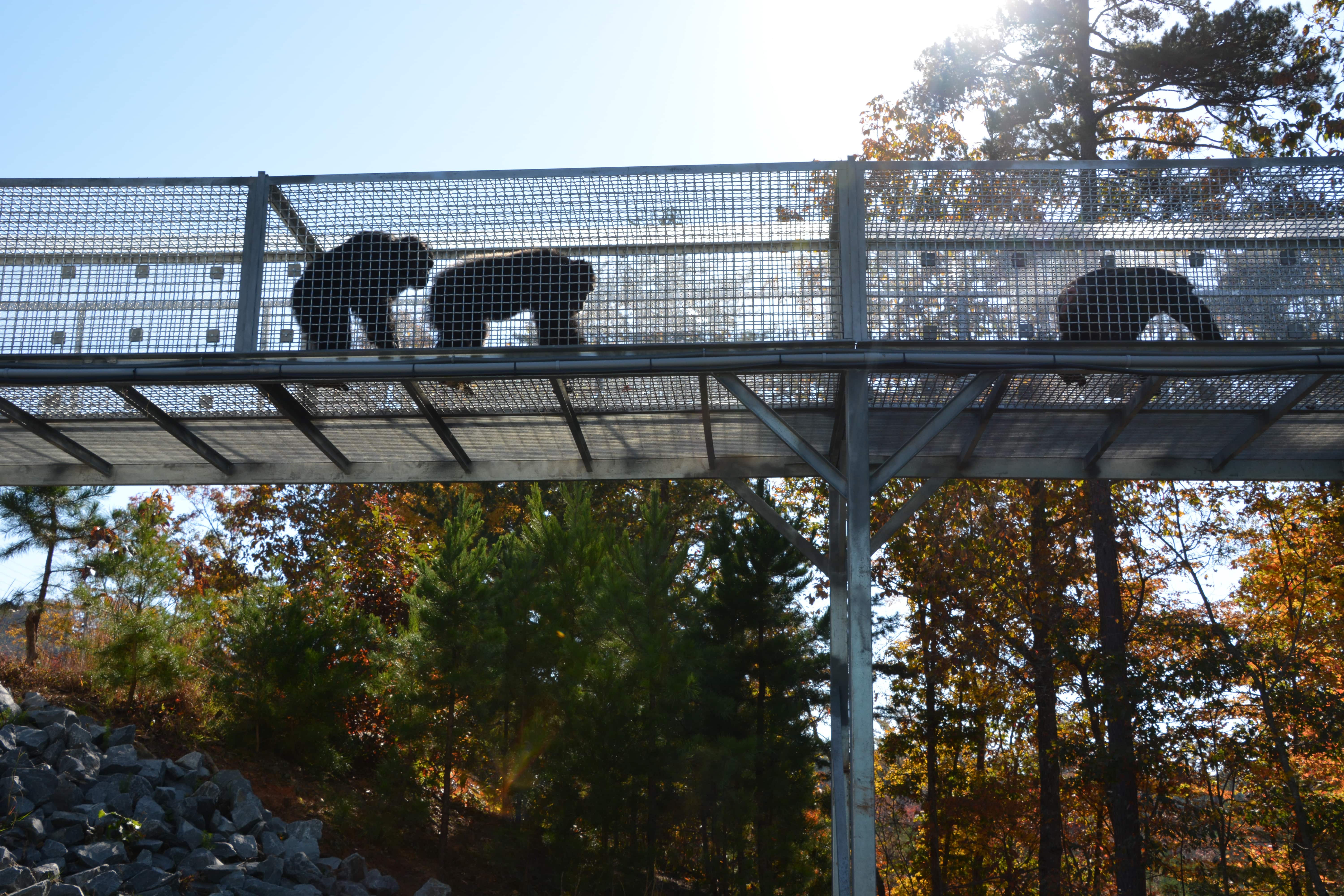 Chimp-or-Treat-2024-KB-170