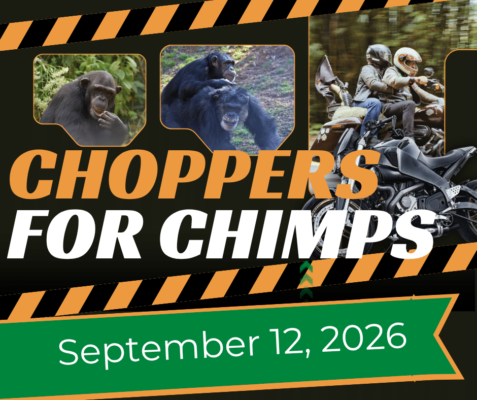 Choppers for Chimps