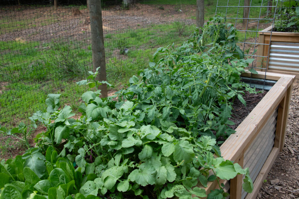 Earthsong-Garden-Harvest-062226-HC-3