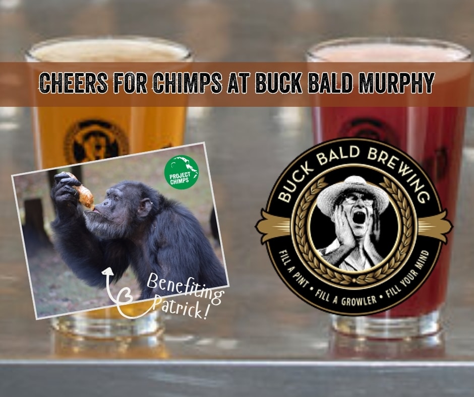 Cheers for Chimps Buck Bald Murphy - Website